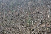 96 Vediamo da vicino gli alberi spazzati a terra dal vento ...